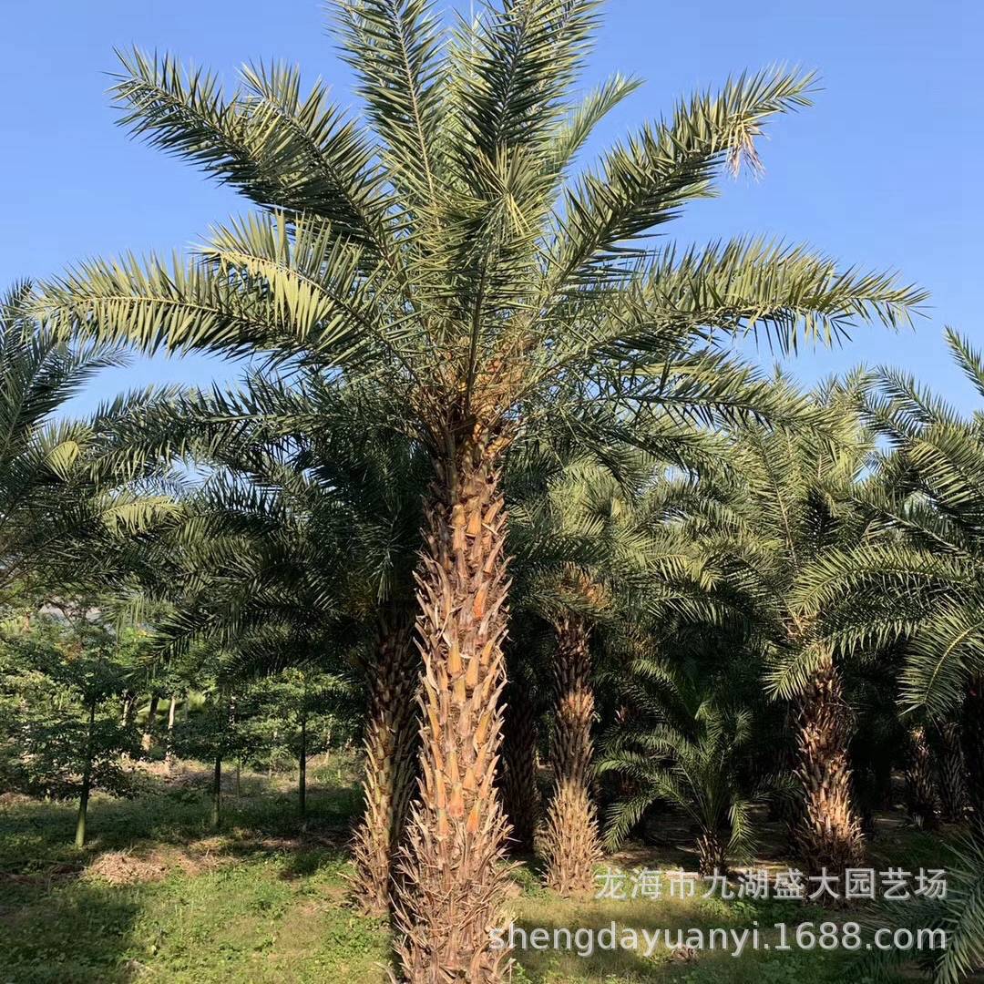 Jiangxi Pole Height 3m Middle Eastern Sea Jujube Tree Price Fujian Silver Jujube Wholesale Zhejiang Middle Eastern Sea Jujube Supply