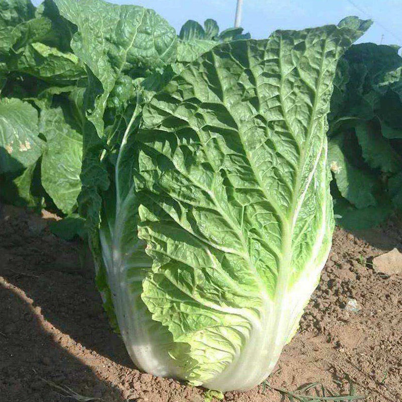 Fresh Cabbage, Bok Choy, and Green Cabbage from Inner Mongolia Can Be Used to Make Spicy Cabbage, Sauerkraut, Hearted Cabbage, and Head Cabbage