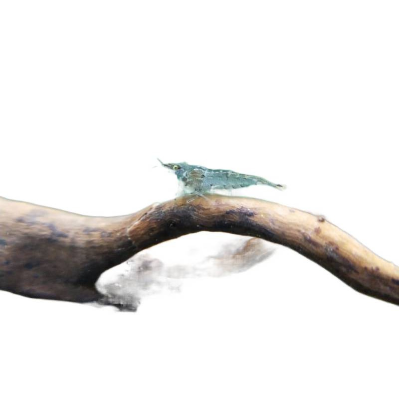 Black Shell Shrimp Algae Removal Cleaning Algae Removal Tool Oversized Ornamental Rice Shrimp Pet Fresh Feed Freshwater Aquarium Landscaping