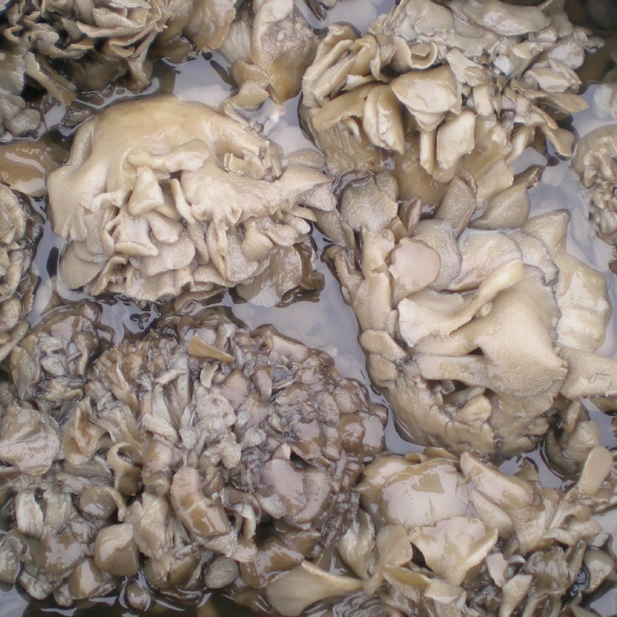 Salted Gray Tree Flower, Professional Cultivation Production Technology, Nutritious Hot Pot Soup and Cooking, Wholesale Manufacturer