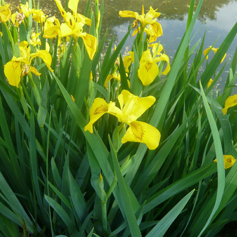 Yellow Calamus, Yellow Flower, Iris, Aquatic Plants, Water Plants, Fish Ponds, Ponds, Greening Plants, Yellow Calamus Seedlings