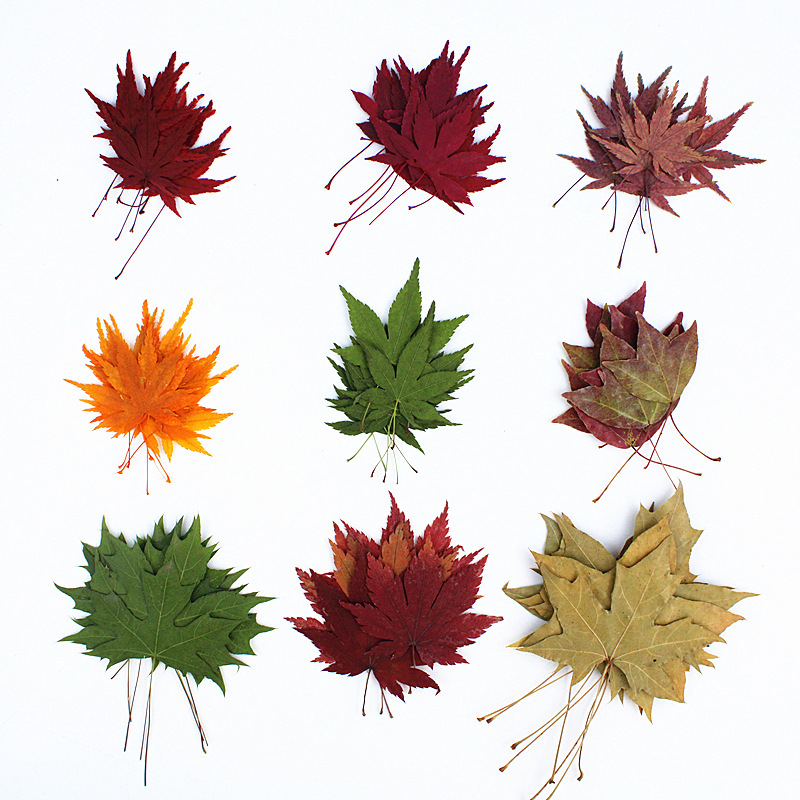 Пакет личных материалов для детского сада, образец растения кленового листа, сушеные цветы, тисненные ручные наклейки с настоящими цветами и листьями для DIY