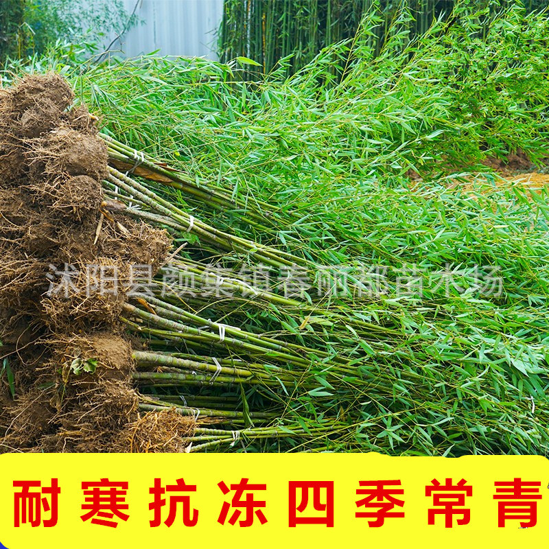 Evergreen and Cold-Resistant Plants in the Courtyard, Ornamental Bamboo Potted Green Bamboo and Purple Bamboo Seedlings, Golden Bamboo, Luohan Bamboo and Bamboo Seedlings