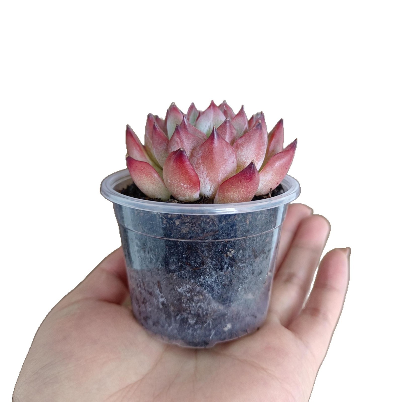 Transparent Flower Pot Breathable Plastic Root Viewing Flower Pot Transparent Lotus Edge Flower Holder Transparent Bowl Root Control Pot Transparent Flower Pot