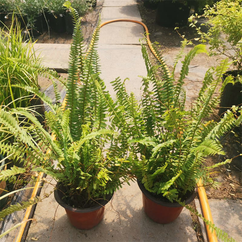 Potted Maidenhair Fern Garden with Evergreen Shade-Tolerant Ferns for All Seasons, Suitable for Flower Borders, Courtyard, and Balcony Plants