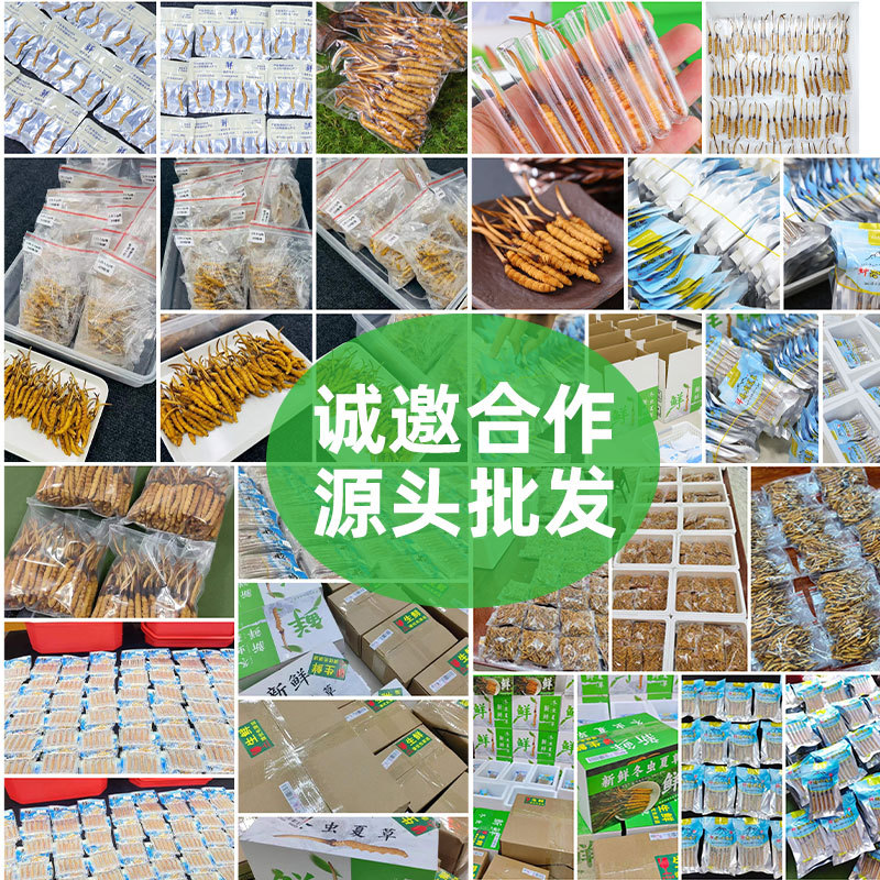Xizang Girl Fresh Cordyceps Xizang Origin Cordyceps Head Stage Fresh Cordyceps Gift Box Fresh Grass Gift 2025