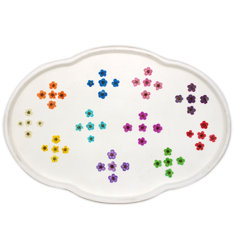 Small Narcissus Dried Flower Embossed Plant Specimen Baffle Mobile Phone Shell Bookmark Kindergarten Handmade Leaf Sticker Makeup