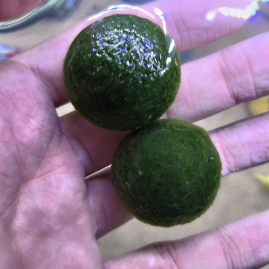 Seaweed Ball Marimo Ecological Bottle Desktop Fish Tank Hydroponic Plant Aquatic Plant Landscaping Micro Landscape Water Algae Ball Marimo