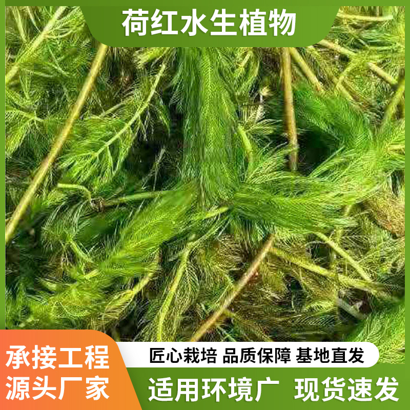 База напрямую поставляет различные водные поднимающиеся растения, колючие водоросли фокситаил, очистку качества воды, колючие подводные растения и упаковку для посадки