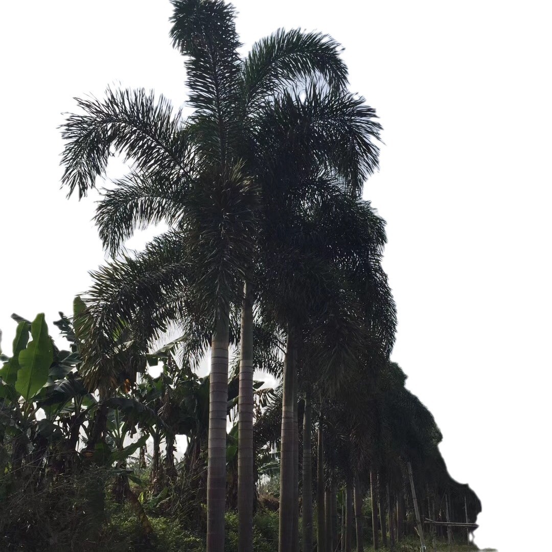 Yunnan Foxtail Coconut Tree Wholesale Jiangxi Foxtail Coconut Price Street Tree Hainan Coconut Tree Base