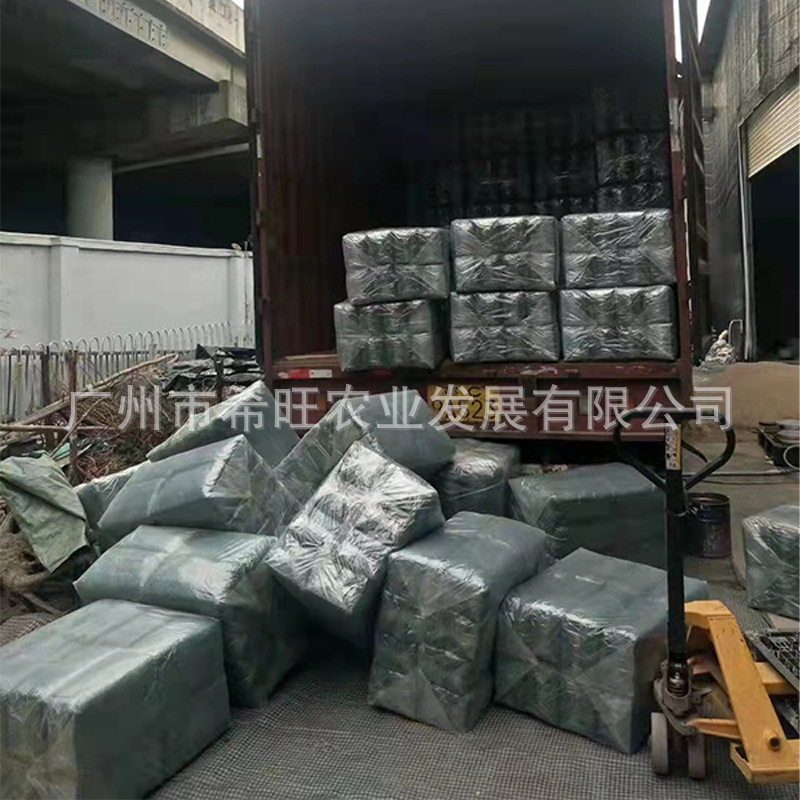 Bonsai Micro-View Flower Pot Paving Moss Xwang Green Moss Turf Moss Plant Green Dry Moss