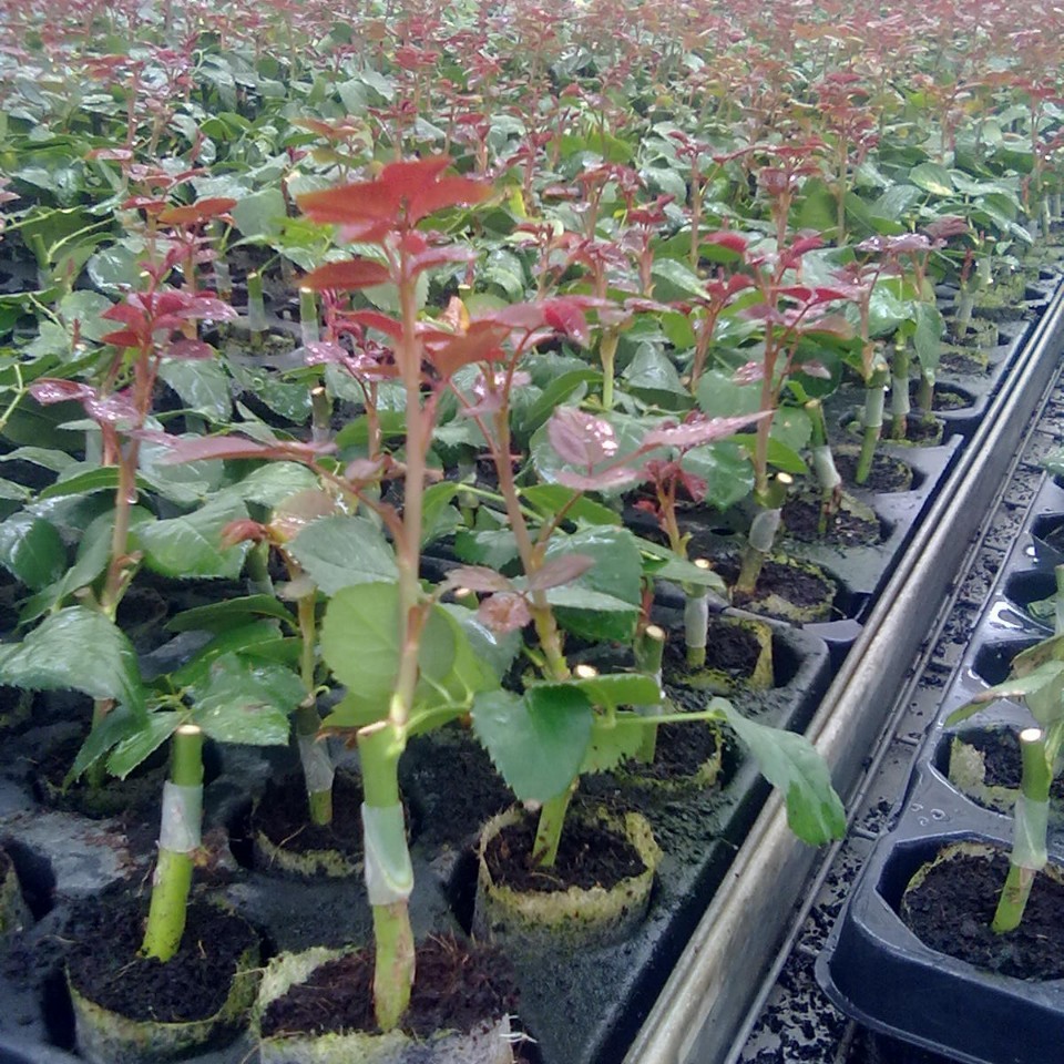 Rose Hip Plant Environmental Protection Grade Silicone Grafting Jackets Natural Price Reduction Automatic Fall-off Grafting Clips