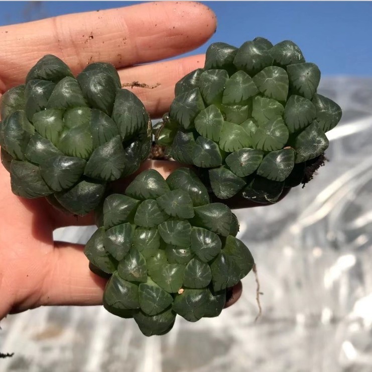 Ji Yulu Succulent Plant Batch Twelve Volumes Special Price about 3-5 cm 6.5cm Pot Real Photo