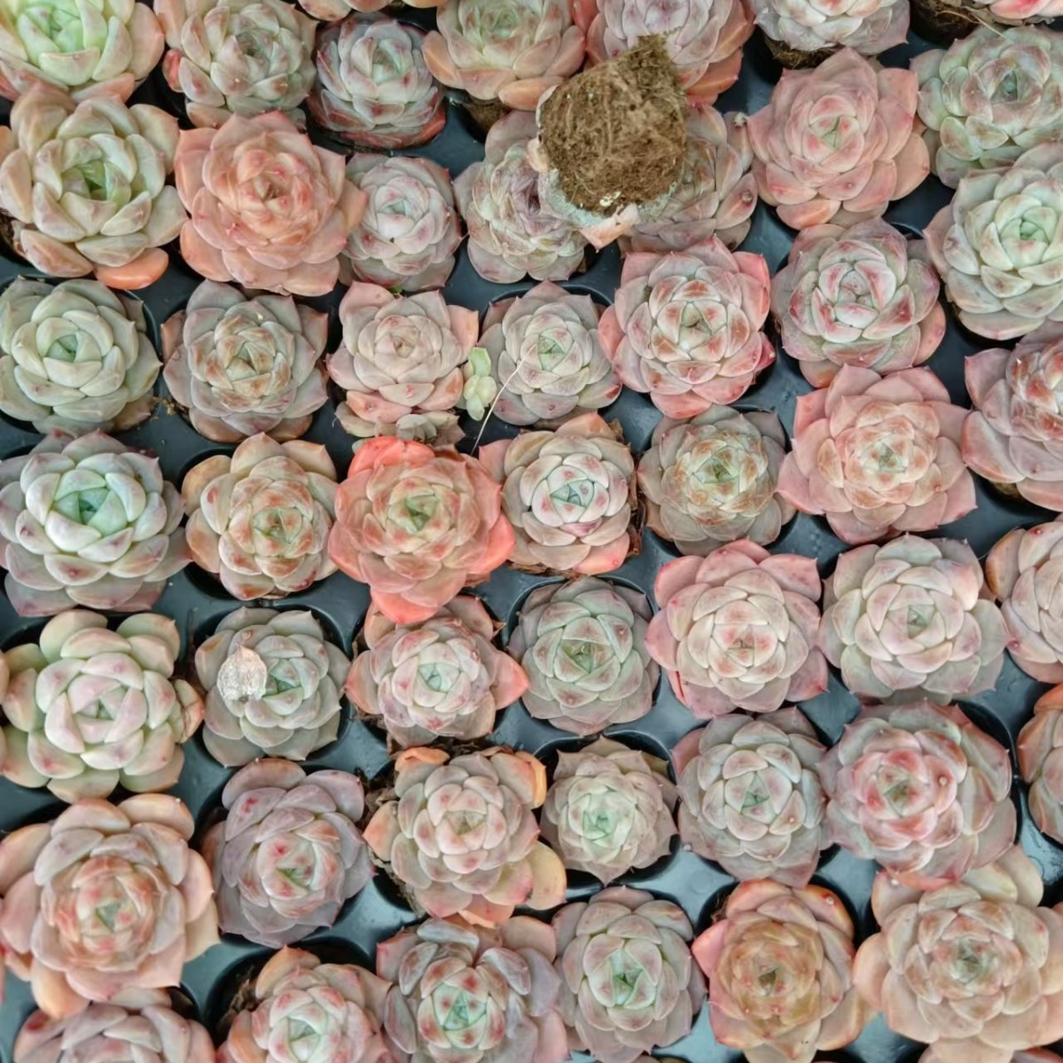 Pure Love 2-3cm Plug Seedlings Jelly Color Real Shot