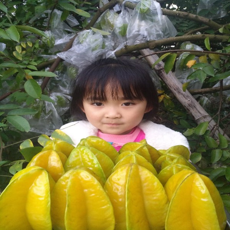 Свежая спелая гуава из Гуанчжоу, бесплатная доставка, сезонный фрукт для беременных, гуава среднего размера, красная