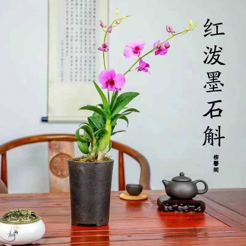 Red Splash Ink Dendrobium Blooms with Special Fragrance Indoor Potted Florals and Green Plants