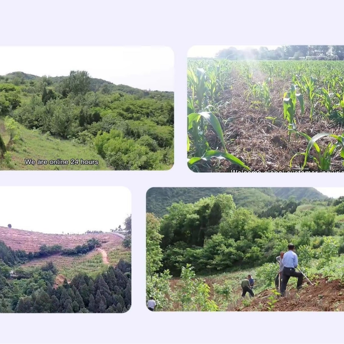 Research Soap Base Production Brands, Broccoli, Vitamin C, Gluten-Free, Moringa