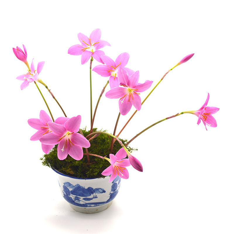 Four-Season Blooming Rain Lily Bulbs, Lily of the Valley, Onion Flower Seedlings, Garden Flowers, Balcony Potted Plants, Heat and Cold Resistant