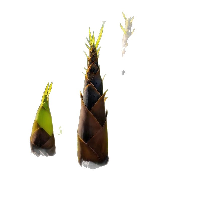 Bamboo Seedlings, Purple Bamboo Seedlings, Courtyard Bamboo Seedlings, Green Bamboo Seedlings, Gold Inlaid Jade Bamboo Seedlings, Golden Bamboo Seedlings, Wall Greening Bamboo Seedlings