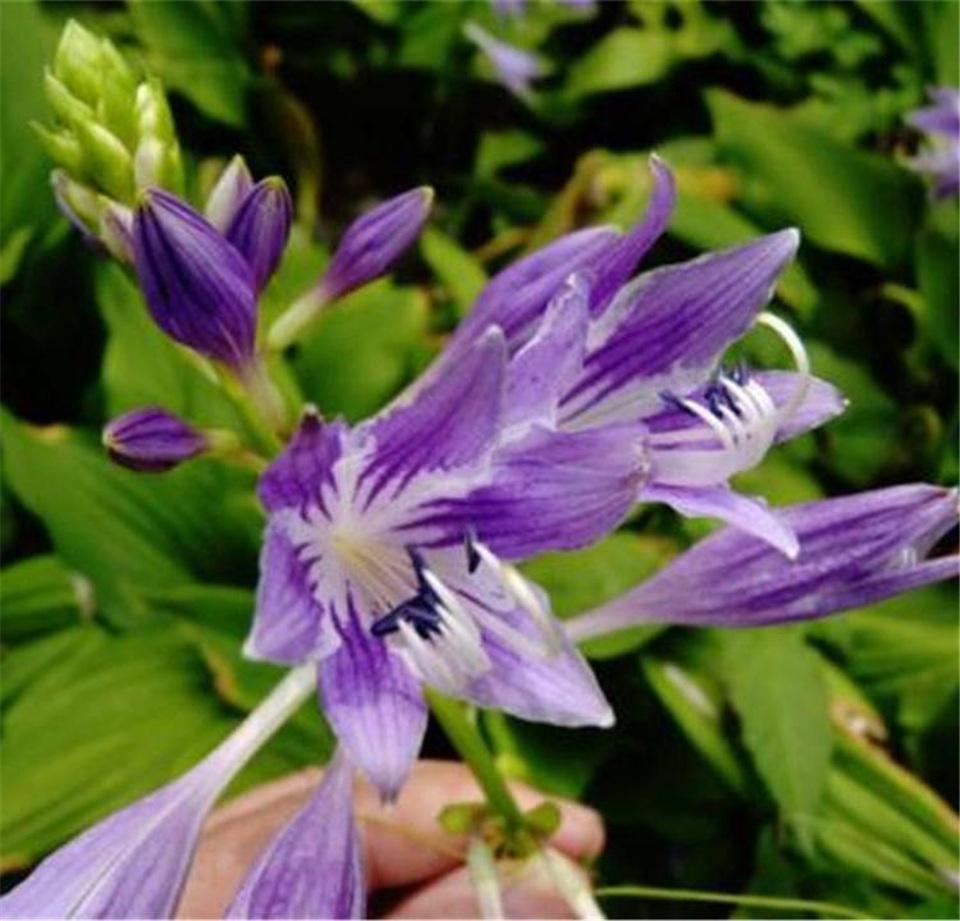 Hosta Flower Seedlings, Purple Flower Hosta Roots, White Flower Hosta, Municipal Greening Grass Flower, Hosta Flower Blooms in the Same Year and Is Easy to Survive