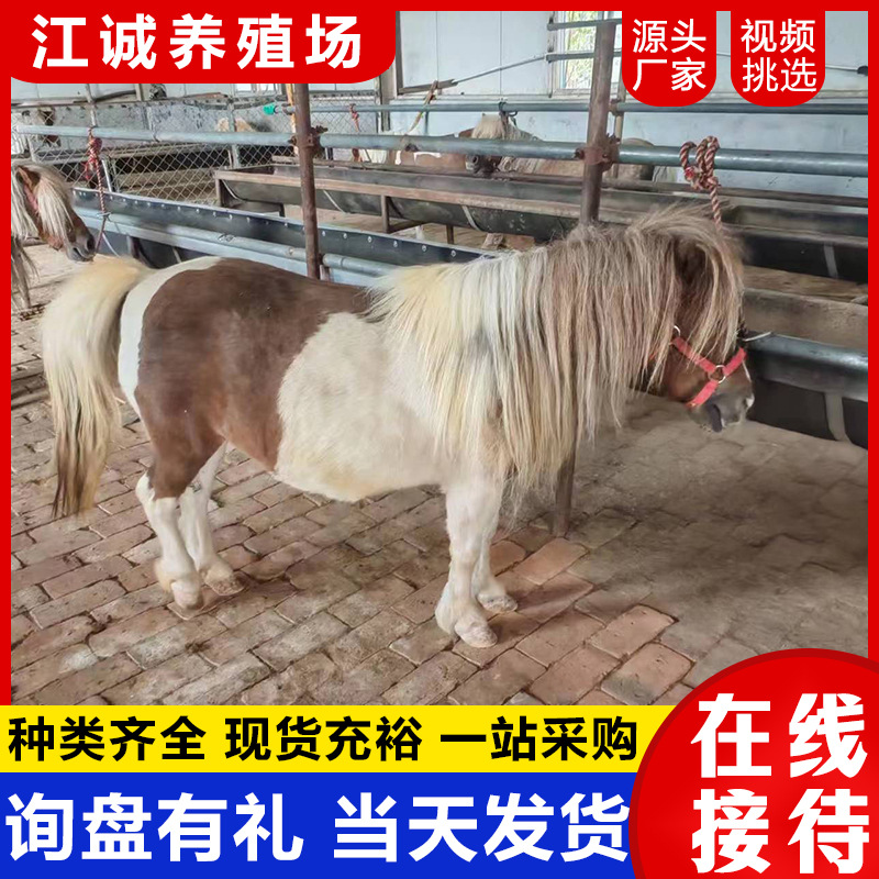 Scenic Spot Ornamental Pet Pony, Small, Docile and Cute, Scenic Spot Riding Horse, Live Pony Farm