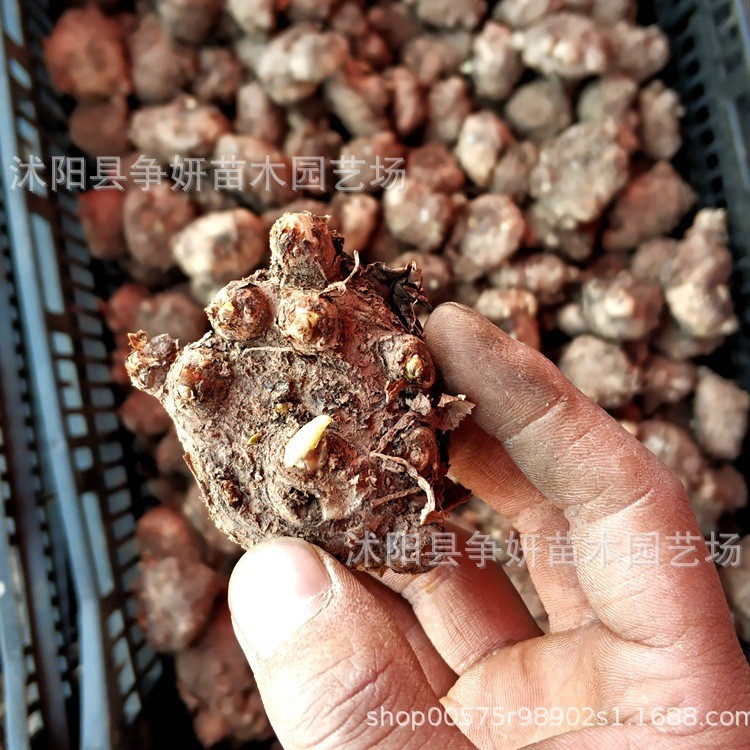 Colorful Calla Lily Bulbs, Large Bulbs, Easy to Grow, Perennial Bulbs, Easy to Survive, Full Balcony Specifications