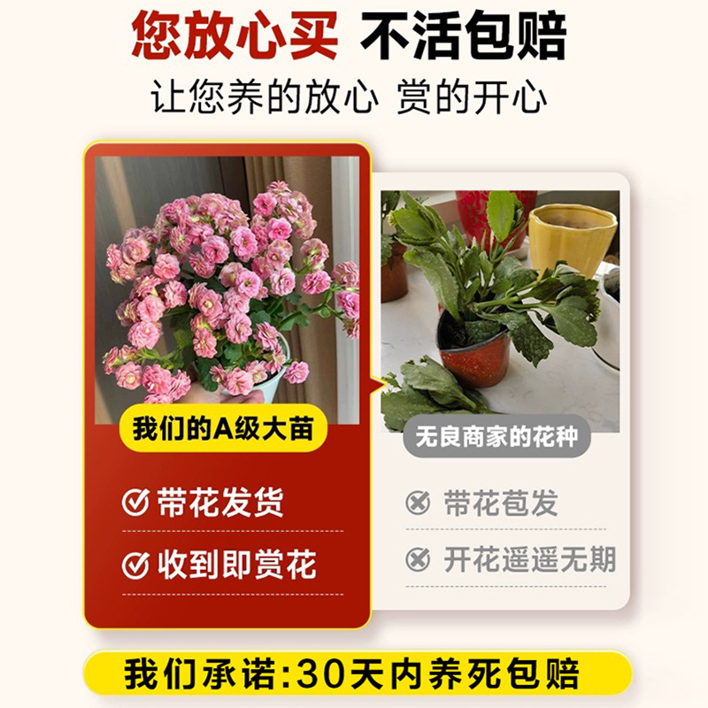 Potted Longevity Flower with Golden Fox, Large Double-Flowered Seedling with Buds, Indoor Balcony Four-Season Flower, Old Stump Succulent Plant