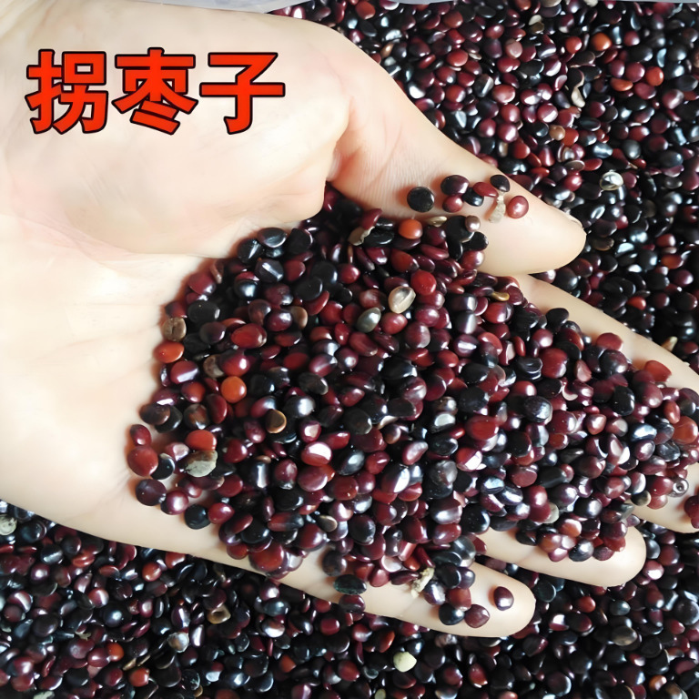 Freshly Harvested Jujube Seeds, Zhiqi Seeds, Chicken Claw Fruit, Golden Fruit, Pear, Chicken Claw Tree, Tall乔木 Tree