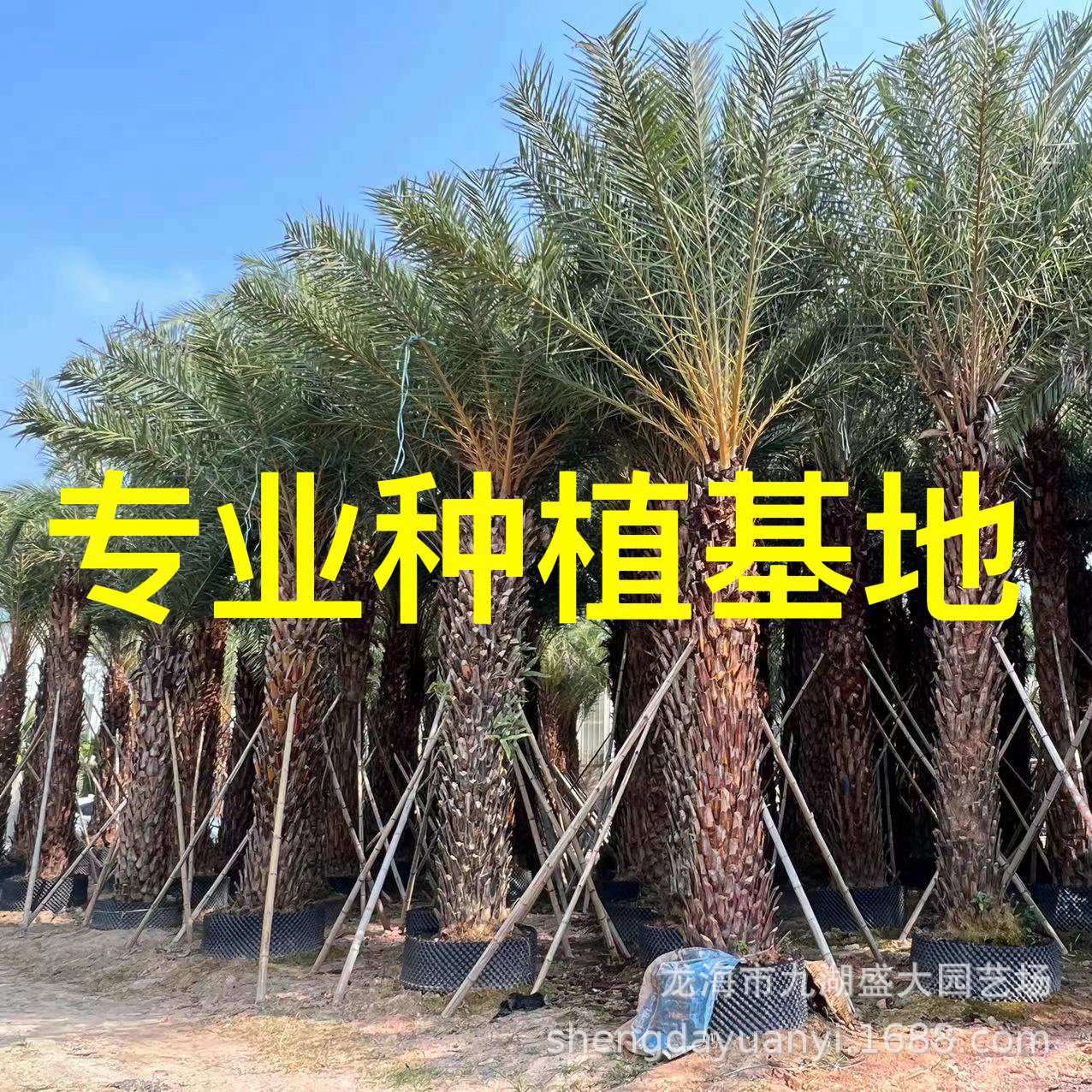 Хубэй Цзянси оптовая продажа фиников восточного моря, цена на серебряные финики восточного моря из Чжэцзяна, дерево фиников восточного моря из Шанхая