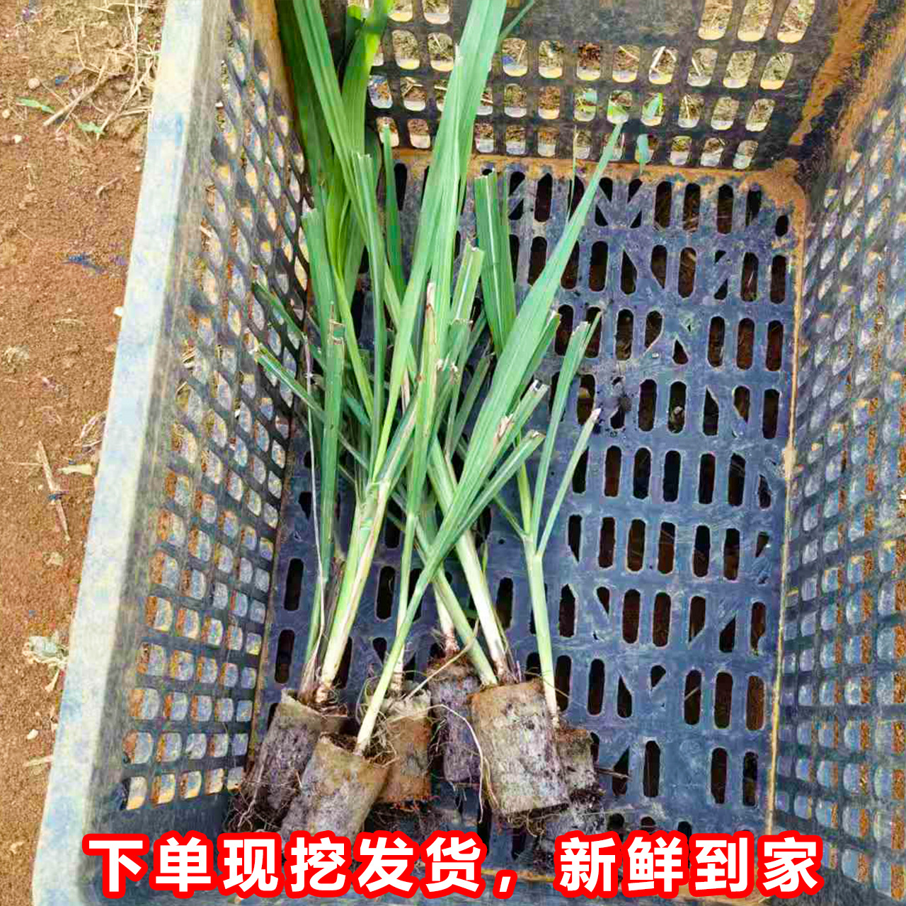 The First Generation of Detoxified Sugarcane Seedlings with Black Skin, Yellow Skin and Green Skin Are Cultured in Tissue Culture and Shipped with Nutrition Cups