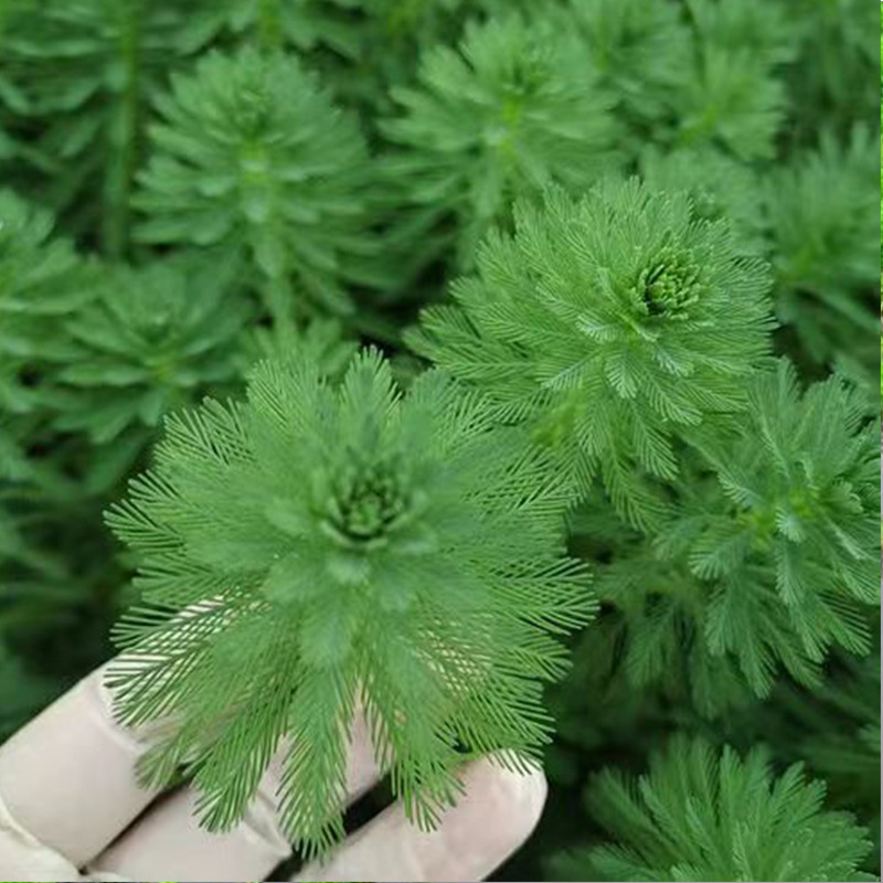 Wholesale submerged plant Chrysanthemum verrilicum chrysanthemum foxtail algae Erethroids Elodae green chrysanthemum all kinds of aquatic plants seedling construction