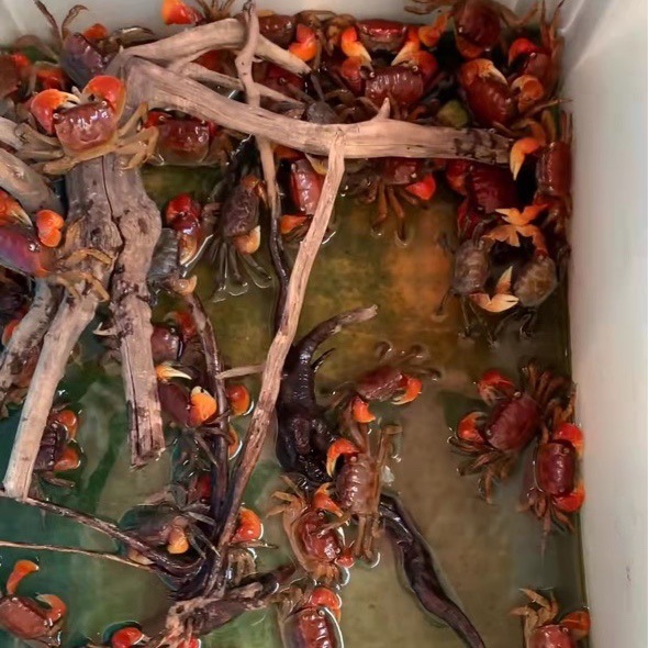Ornamental Crab Red Crab Stay Crab Stay Hand Crab Fish Tank Crab Live Crab Feed Crab Stall Crab Independent Packaging Wholesale