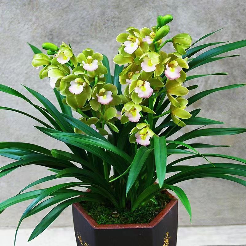 Orchid Boutique Fragrant Orchid Fragrance Type Precious Orchid Seedling Jianlan Blooms in All Seasons Indoor Flower Potted Plant Evergreen All Year Round