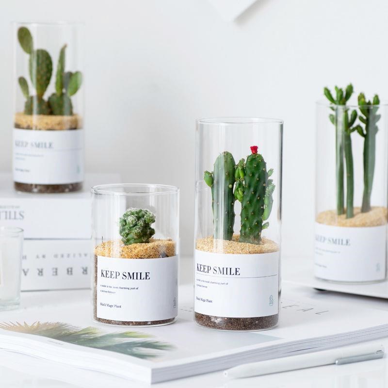 succulents cactus cactus ball small potted moss micro landscape high borosilicate glass bottle decorative flowerpot vase