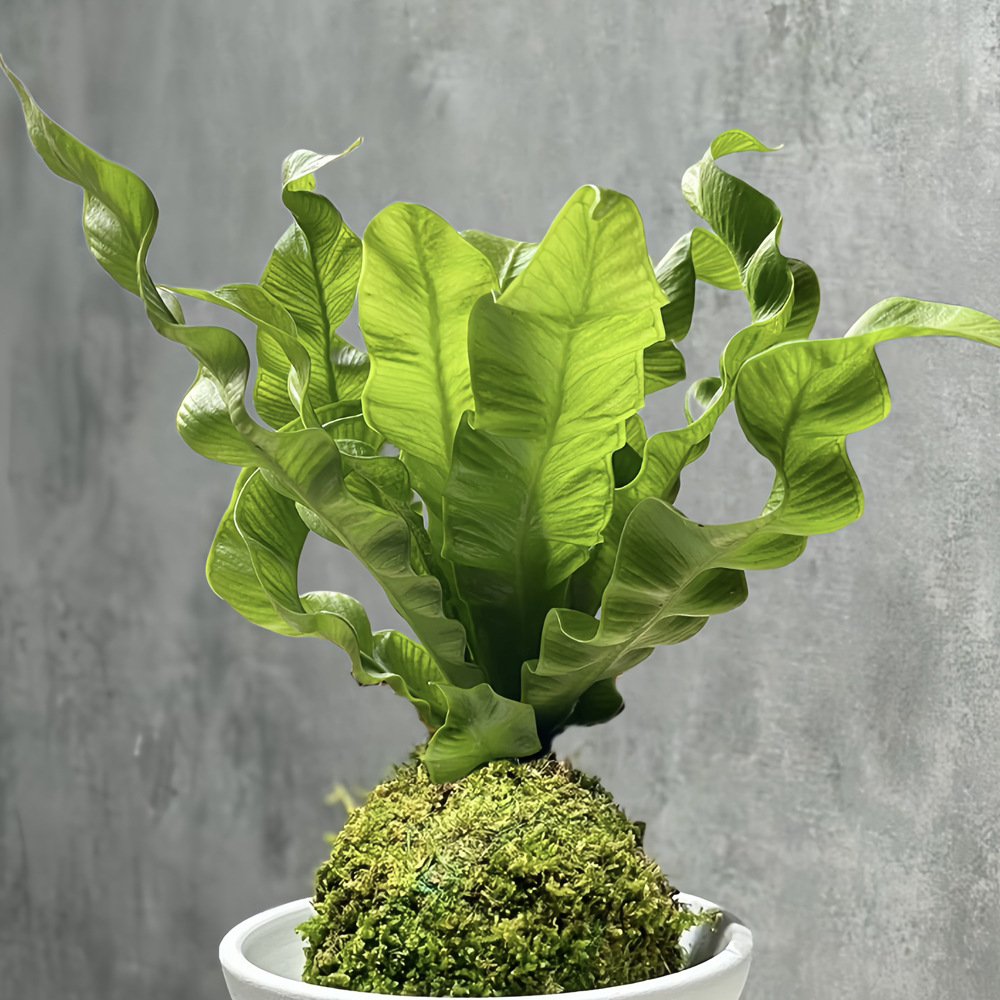 Flamingo Bird's Nest Fern Moss Ball Ins Style Office Desktop Potted Green Plant Air Purifying Fun Plant Moisture-Adoring