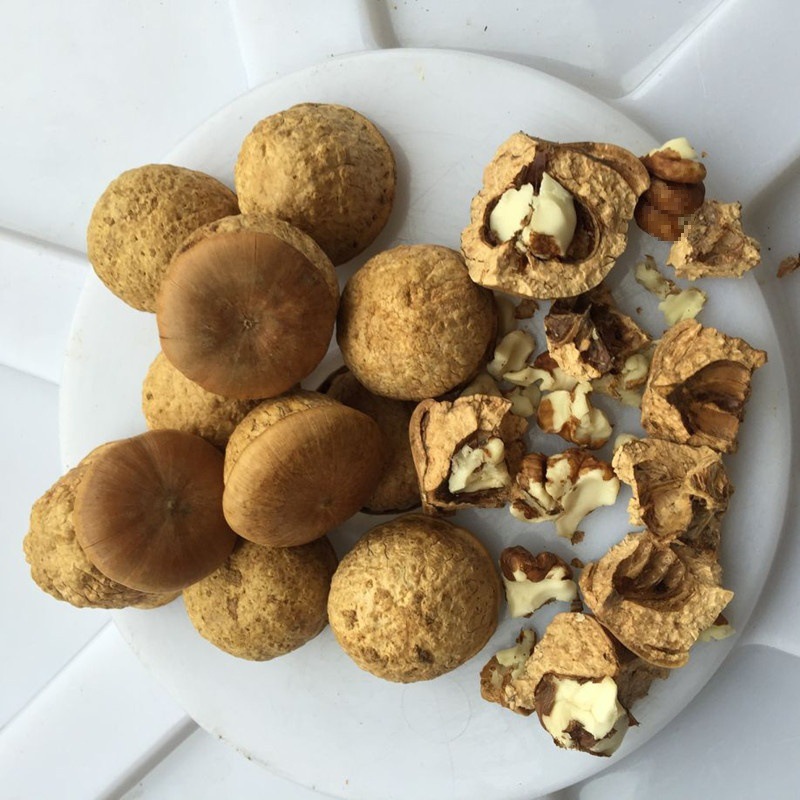 Freshly Picked Wild Figs from Guangxi, Authentic Figs with Thick Scales, 500g for Soaking in Wine