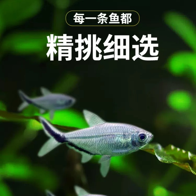 Black tail big hook fish wholesale small tropical fish ornamental fish living black tail fin grass tank group tour King Shanghai fishing ground