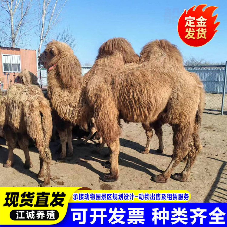 Cute Pet Camels for Sale, Ornamental Baby Camels, Adult Camels for Riding in Scenic Spots, Single and Double Humped Camels for Rent