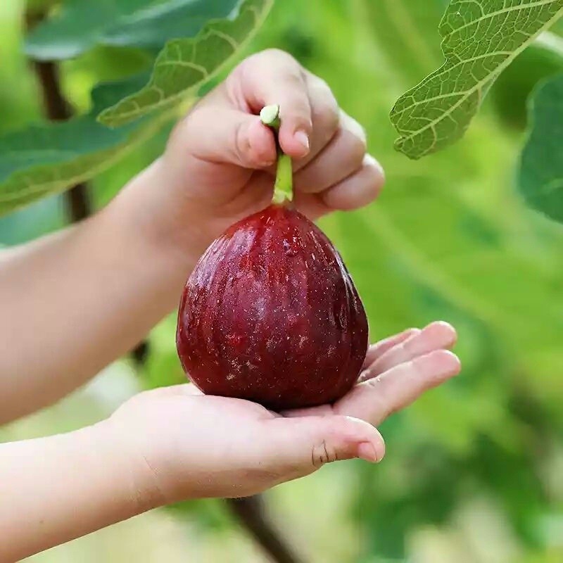 Fig Tree Seedlings Potted Ground Planting Boji Red Southern and Northern Planting Extra Large Fig Tree Seedlings That Bear Fruit in the Same Year