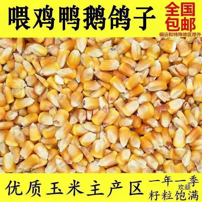 Оптовая продажа сушеной кукурузы 50кг для разведения, оптовые кукурузные зерна для кормления кур, уток, гусей, свиней, голубей, рыбалки и строительства гнезд с бесплатной доставкой