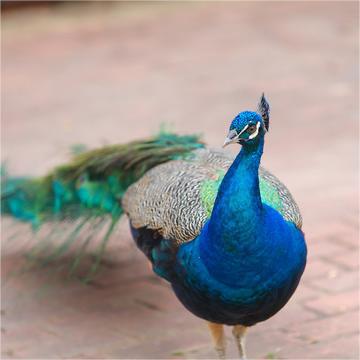 Blue Peacock Live Peacock Seedlings White Peacock Flower Peacock Male and Female Pair Scenic Spot Ornamental Bird Peacock Cubs Seedlings