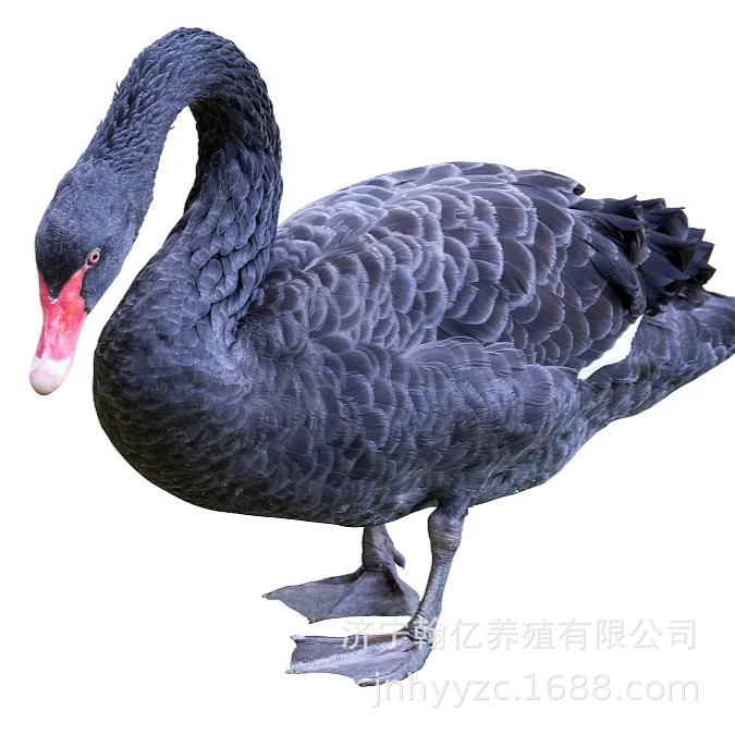 High-Quality Black Swan Chicks, Live Young Purebred Black Swan Seedlings, High Survival Rate, Batch Wholesale, Video Support