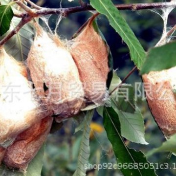 △ 【Self-Imposed Restraints】Northeastern Farmers Raise Free-Range Mulberry Tree Silkworms (Cocoon Packages) 8g Wholesale, Wild Specialty