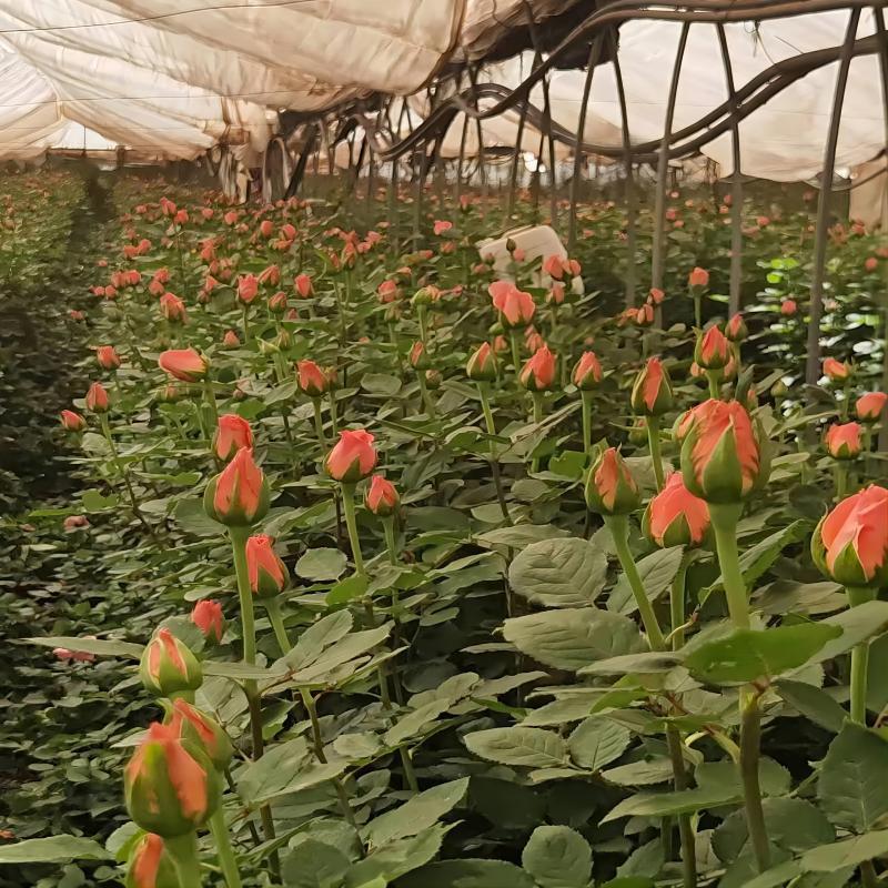 Single-Headed Rose Flowers Direct from Yunnan for Florists and Home Use, Suitable for Qixi Festival, Teacher's Day, and Mother's Day, Available for Wholesale and Dropshipping