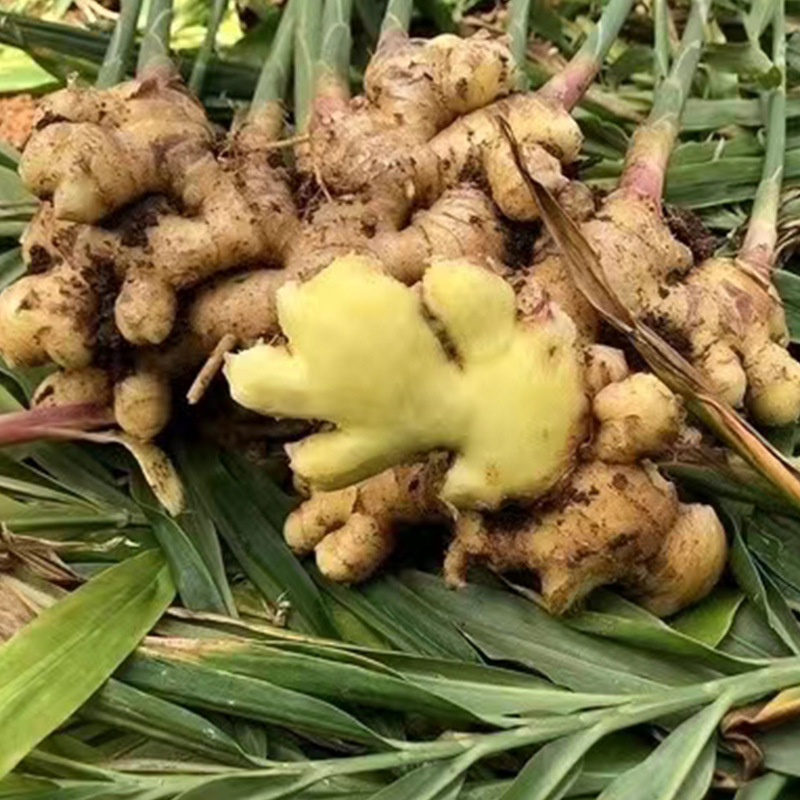 Dried Turmeric Slices 500g Turmeric Slices for Soup Ginger Chunks Ginger Powder Spice Wholesale Yunnan Luoping Small Turmeric Slices