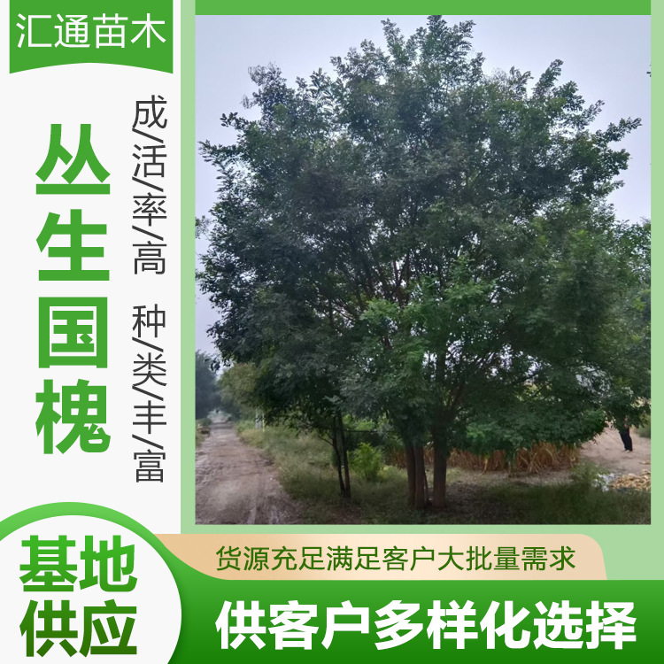 Clustered Chinese Locust Landscaping Projects, Tree Seedlings, Community Greening, Road Greening, Cluster Chinese Locust