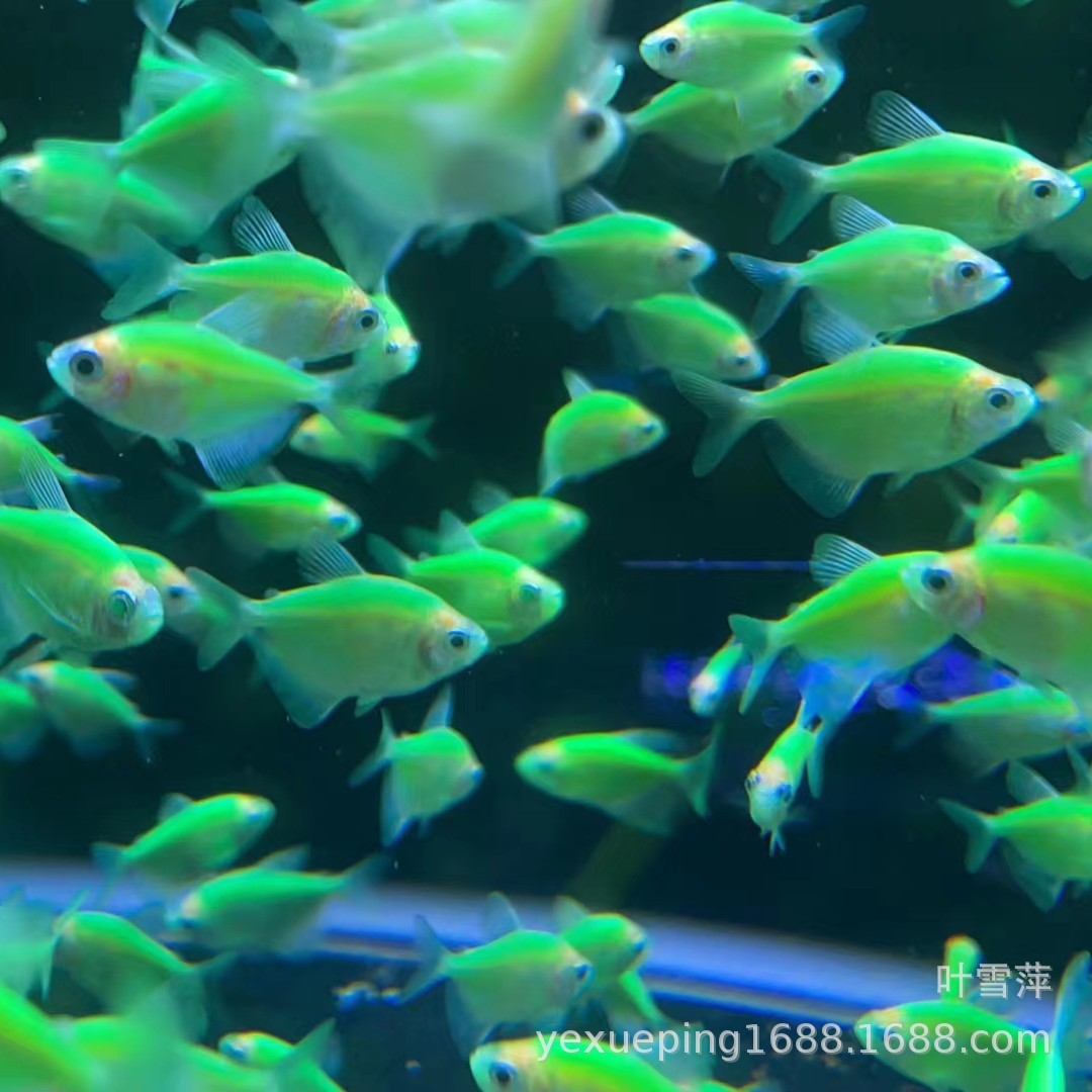 Angel fish live tropical ornamental fish red blue purple yellow green jade tiger green apple red yellow fishing farm wholesale