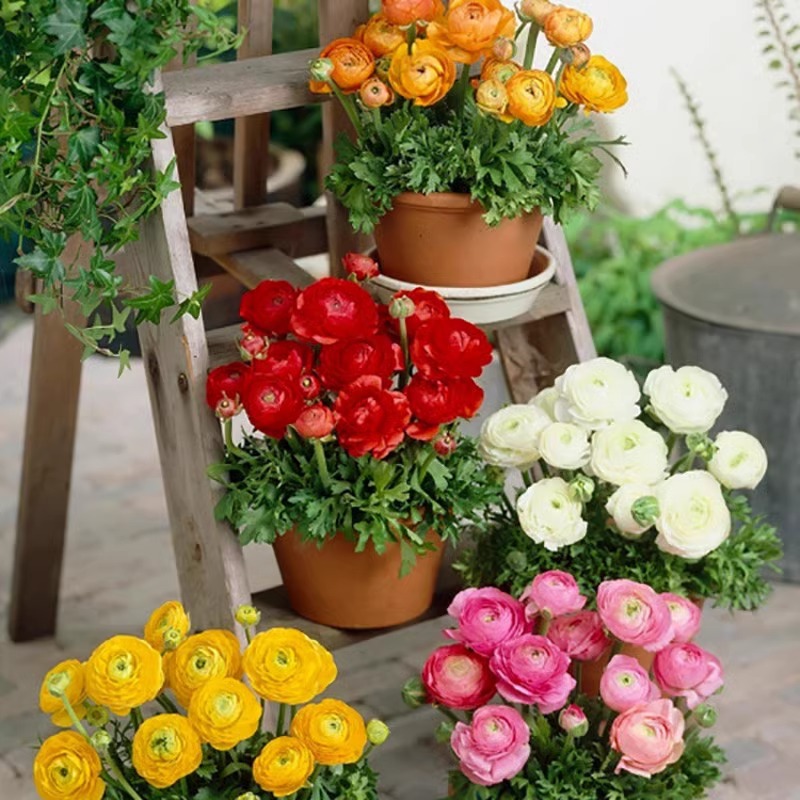 Flower Ranunculus oceanic peony seed root double petal celery leaf peony indoor potted bulb flower Persian buttercup flowering