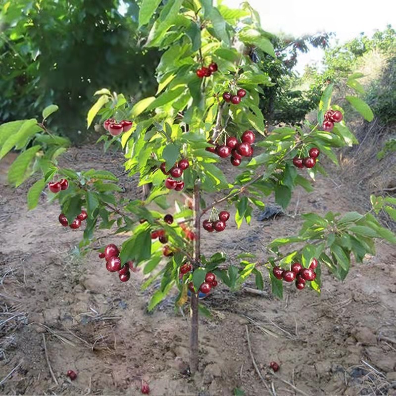 Authentic Cherry Saplings, Large Cherry Seedlings, Potted Dwarf Fruit Tree Seedlings for Planting in the North and South, Extra Large Cherry Fruit Seedlings