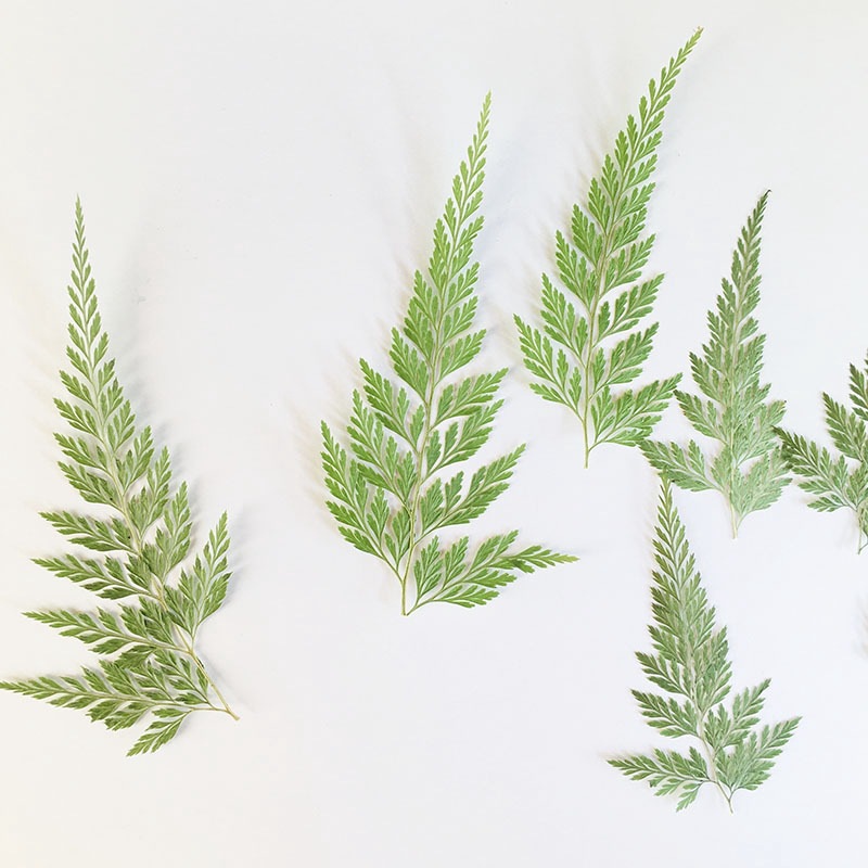 Green Fern Plant Specimen Kindergarten Handmade Leaf Stickers Mobile Phone Case Embossed Table Lamp Glue Dried Flower Embossed